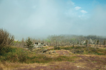 Rocky landscape with a burnt forest covered by mist