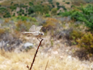 Libellula