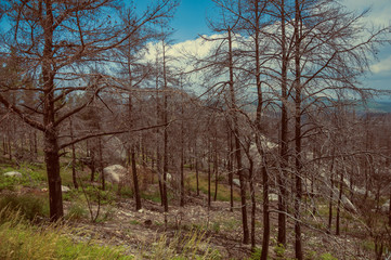 Black trees in a burnt forest over rocky landscape