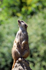 Suricate aux aguets 
