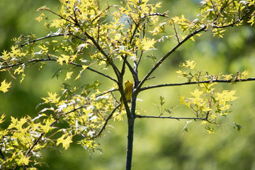 Yellow Warbler