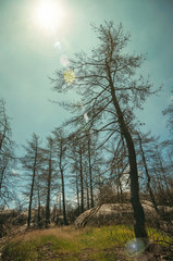 Fototapeta na wymiar Black trees in a burnt forest over rocky landscape