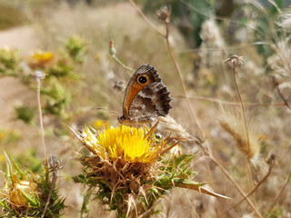 Farfalla
