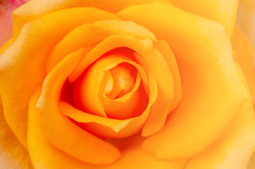 Yellow rose blurred with white isolated