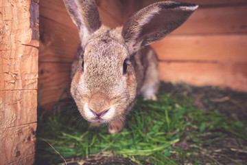 Cute rabbit in a cage natural background. Little bunny portrait Natural adorable bunny