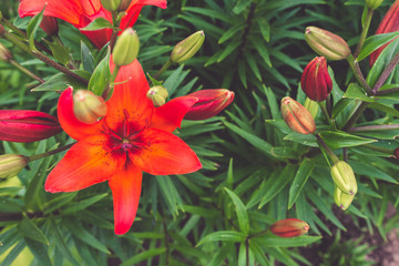 Fototapeta premium Red lily flowers close up, floral natural background for design, nature trend, floral background
