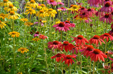 Colorful echinacea garden