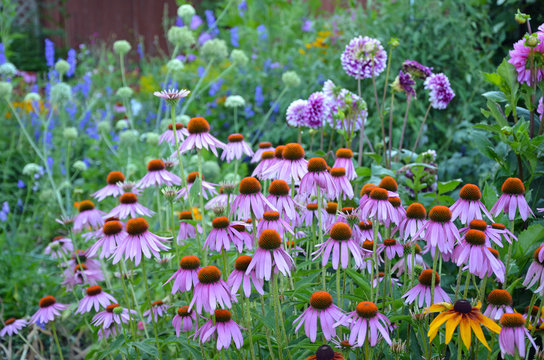 Purple echinacea flowrs