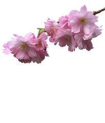 beautiful bouquet pink cherry blossom blomming sakura japanese flower branch isolated white background with clipping path