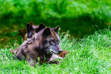 Fototapeta premium Loup du Canada