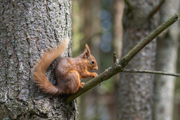Red Squirrel, Sciurus vulgaris, close up character portrait amongst grass, rocks and birch branch on a sunny day within Scotland during June.