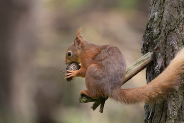 Red Squirrel, Sciurus vulgaris, close up character portrait amongst grass, rocks and birch branch on a sunny day within Scotland during June.