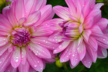 Two lovely pink dahlias
