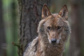Timber wolf, Canis lupus, (grey,gray,tundra)  close up portrait amidst a pine forest during June.