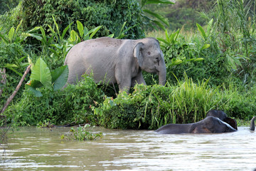 Borneo pygmy elephants (Elephas maximus borneensis) - Borneo Malaysia Asia