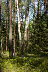 Two birches among pines in the European forest.