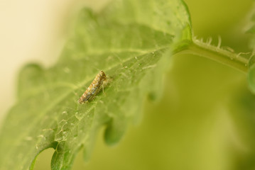 Eupteryx decemnotata from the family cicada eats a leaf of mint lemon melissa