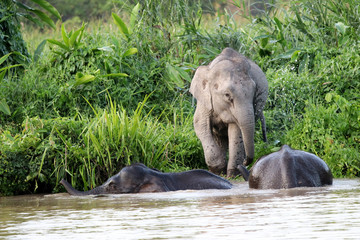 Borneo pygmy elephants (Elephas maximus borneensis) bathe in the river - Borneo Malaysia Asia