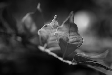 Blüten und Blätter