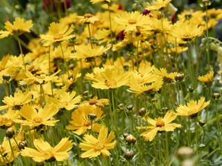 Coreopsis grandiflora. Large-flowered tickseed with golden yellow rays and darker yellow disk