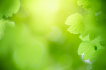 Nature of green leaf in garden at summer. Natural green leaves plants using as spring background cover page greenery environment ecology wallpaper