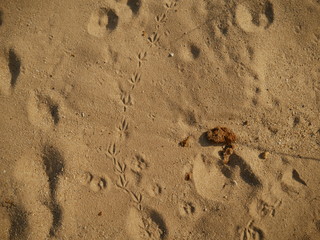Sand Background Texture