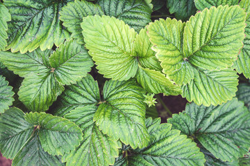 Green leaves closeup, vegetable natural background for design, trend of nature