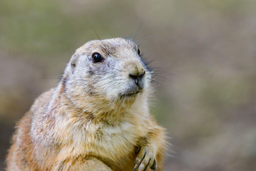 Chien des prairies