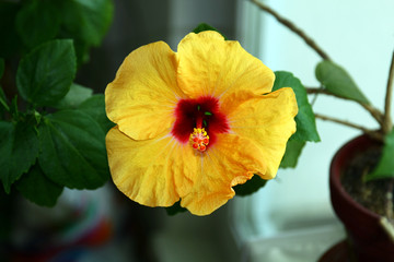 Hibiscus rose