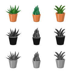 Vector design of cactus and pot sign. Set of cactus and cacti vector icon for stock.
