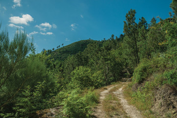 Fototapeta na wymiar Dirt road over rocky terrain covered by trees