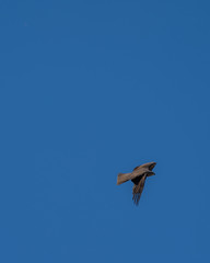 Aguila 