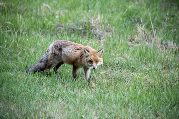 Fototapeta premium Fuchs