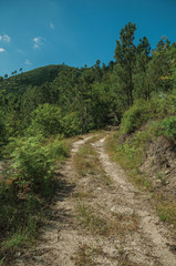 Dirt road over rocky terrain covered by trees