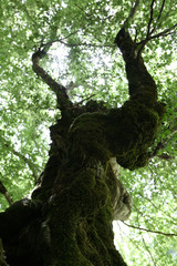 Giant bonsai tree