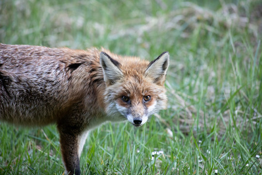 Fuchs