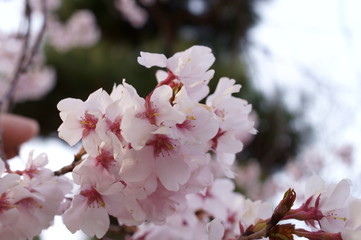 Japanese Typical flower Cherry Blossom