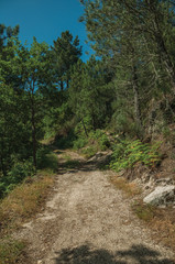 Fototapeta na wymiar Dirt road over rocky terrain covered by trees