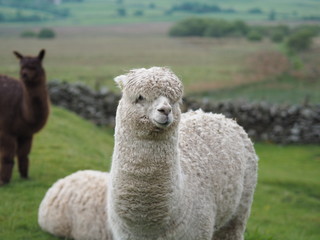 A herd of Alpacas in Wales 