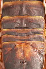 Scorpion is a detachment of arthropods from the class Arachnida. top view, back with solid...