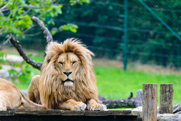 Obraz premium Lion