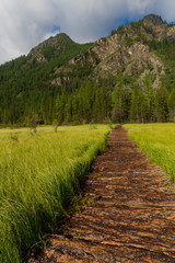 The wooden path leaving afar. Altai mountains. Summer time.