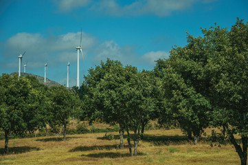 Fototapeta premium Wind turbines for electric power generation on rural landscape