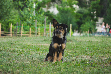 puppy mongrel dog sitting on the lawn.