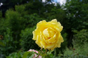 Une rose jaune