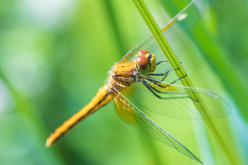 The macro shot of the beautiful dragon fly sitting in the grass in the sunny summer or spring day