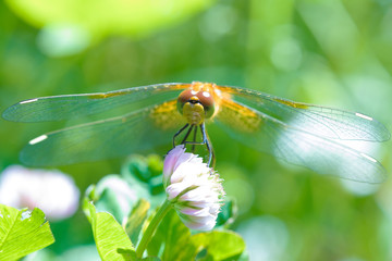 The macro shot of the beautiful dragon fly sitting in the grass in the sunny summer or spring day