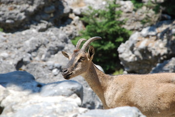Samaria Gorge, Crete, mountain goats