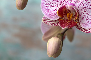 Nahaufnahme einer Orchidee Phalaenopsis
