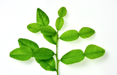 Fototapeta na wymiar Fresh green bergamot leaves and branch on white background.